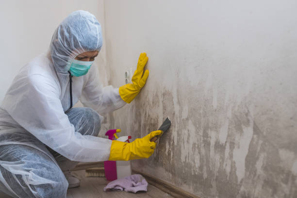 Best Certified Mold Removal  in Willcox, AZ