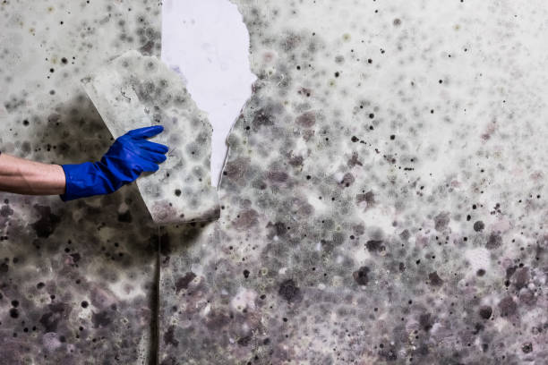 Office Mold Removal Services in Willcox, AZ